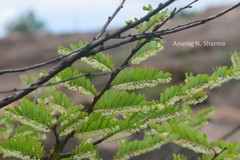 Phyllanthus polyphyllus
